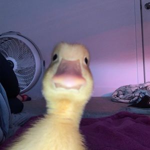 Meet your Posher, Nadia